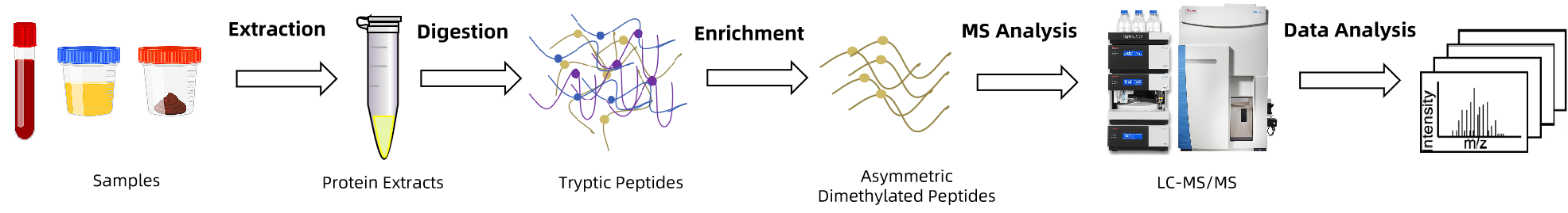 1846109755102842880-TheWorkflowofProteinAsymmetricDimethylationAnalysis.png