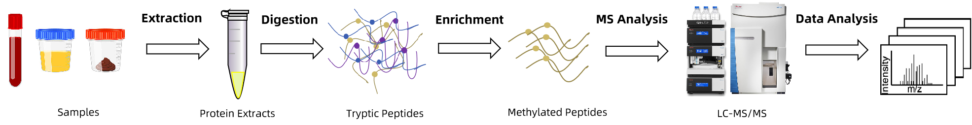 1846110271807541248-TheWorkflowofProteinArginineMethylationAnalysis.png