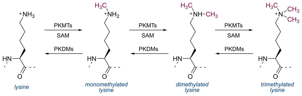 1846110659398979584-LysineMethylation.png