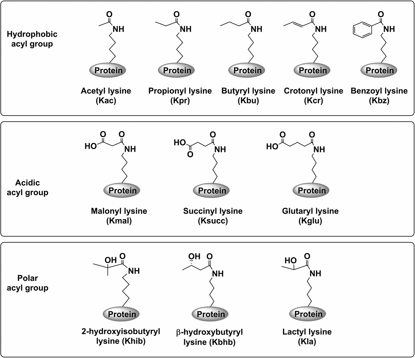 1846111180235067392-ChemicalStructuresofLysineAcylations.png