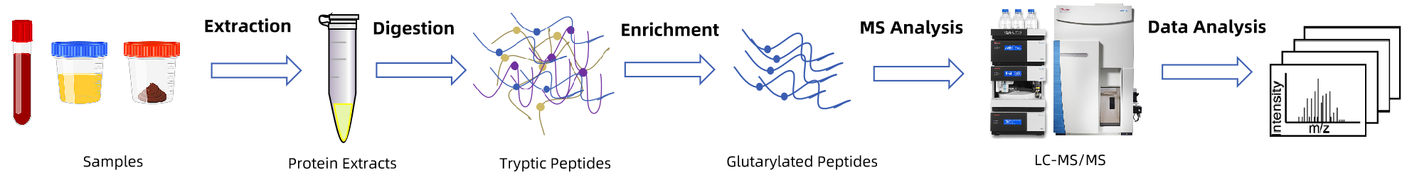 1846112109004967936-TheWorkflowofProteinGlutarylationAnalysis.png