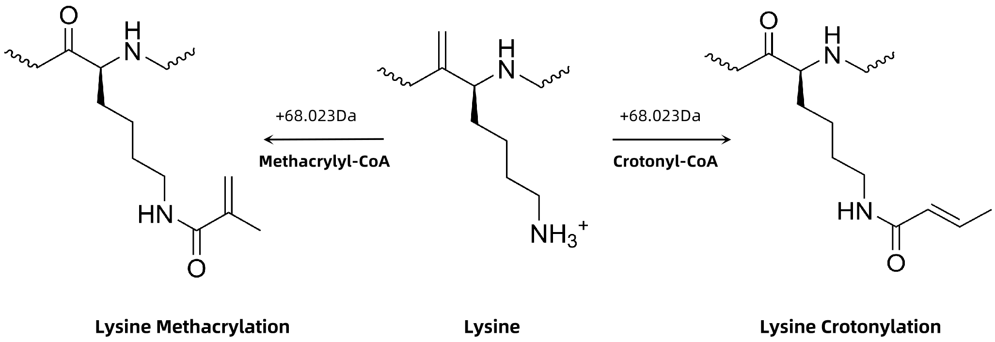 1846113157589356544-LysineMethacrylationandCrotonylation.png