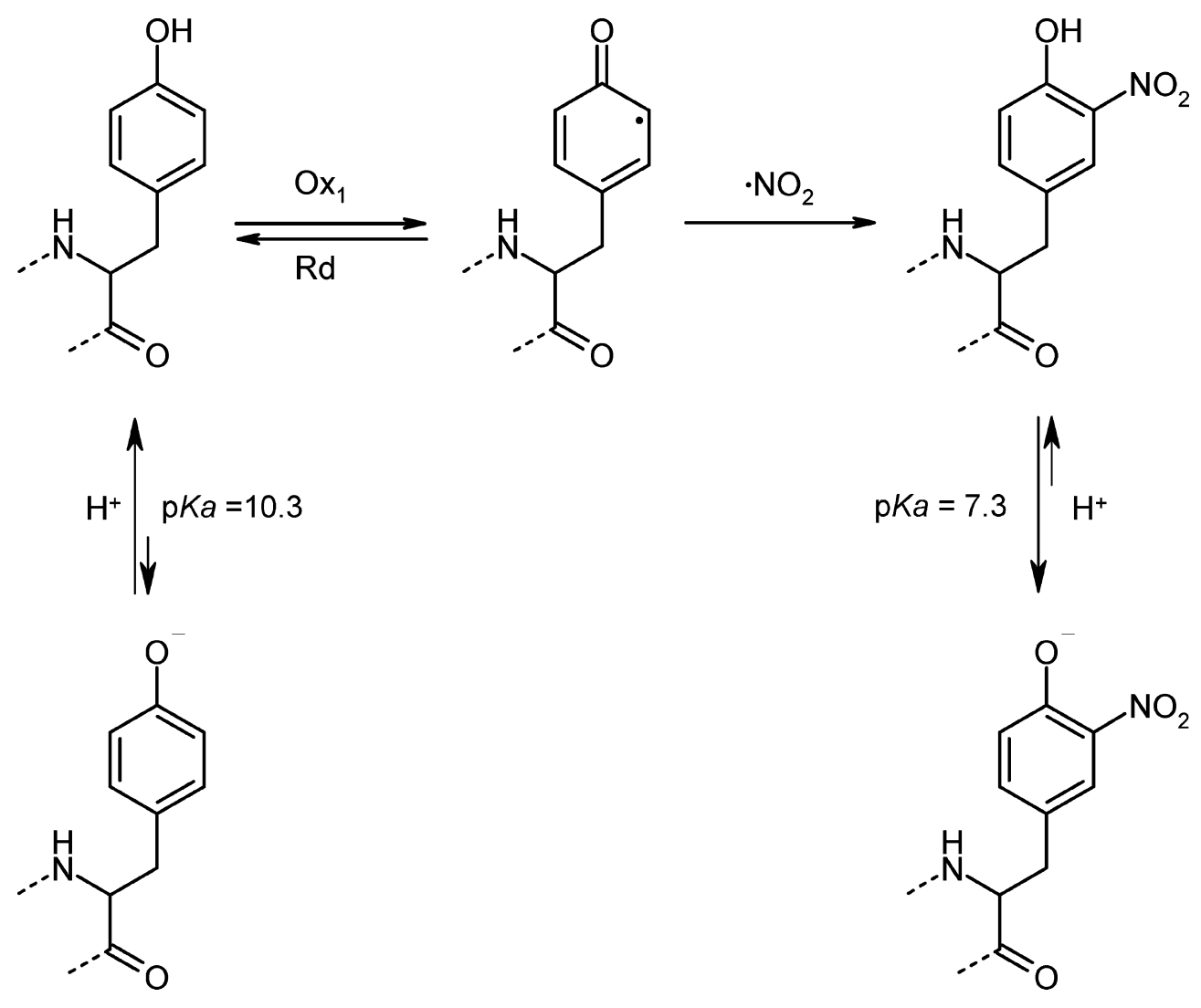 1846114136078536704-Tyrosine,TyrosylRadicaland3-Nitrotyrosine.png