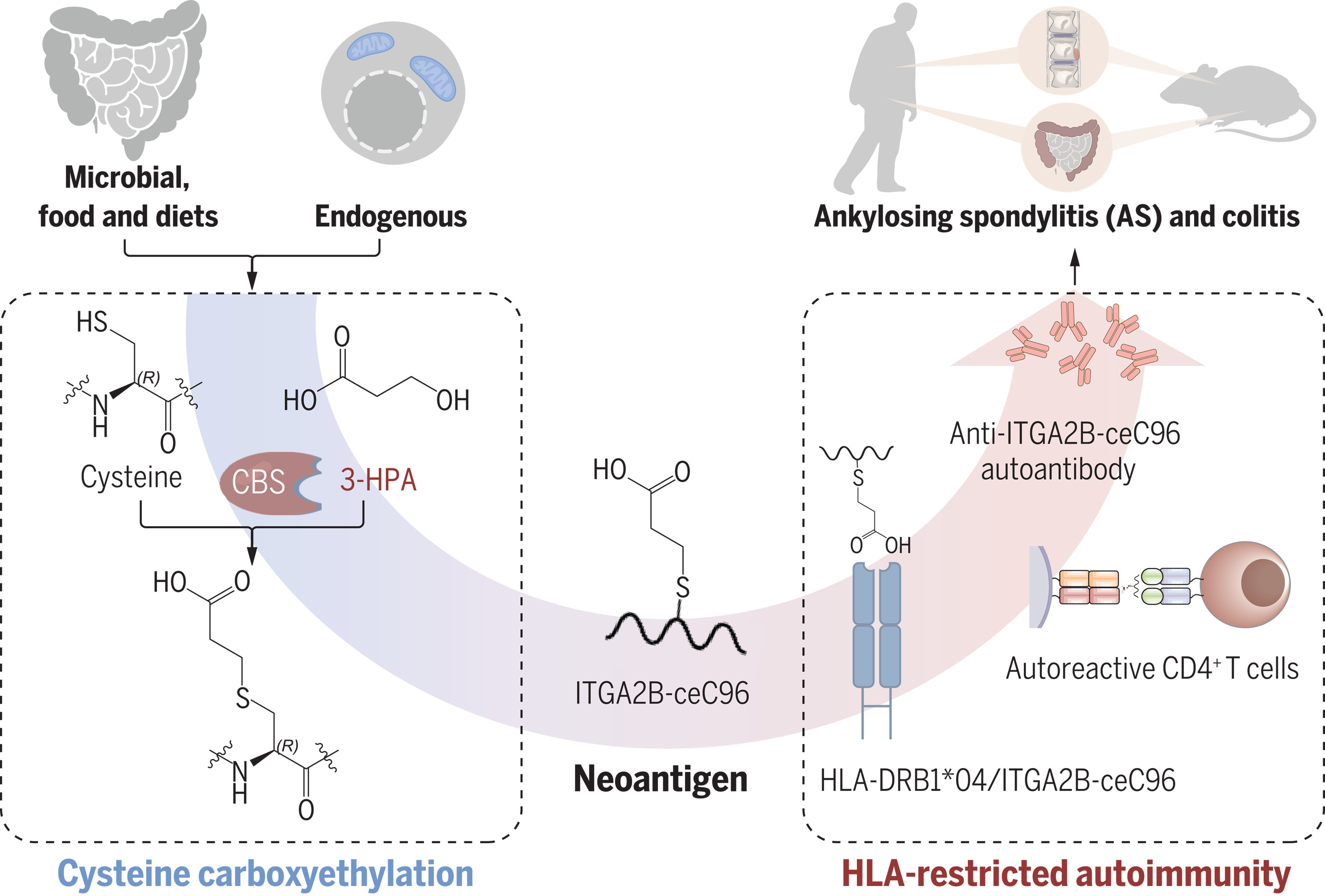 1846114909524971520-CysteineCarboxyethylationProvokesHLA-RestrictedAutoimmuneResponsesinAnkylosingSpondylitis.jpg