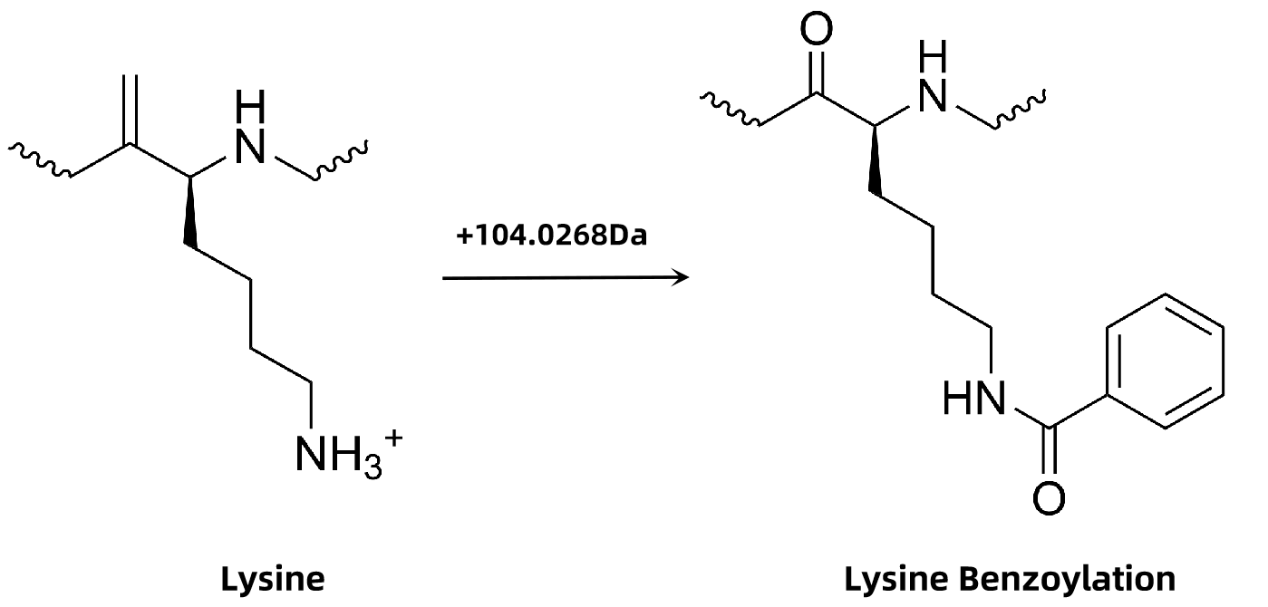 1846115327512530944-LysineBenzoylation.png