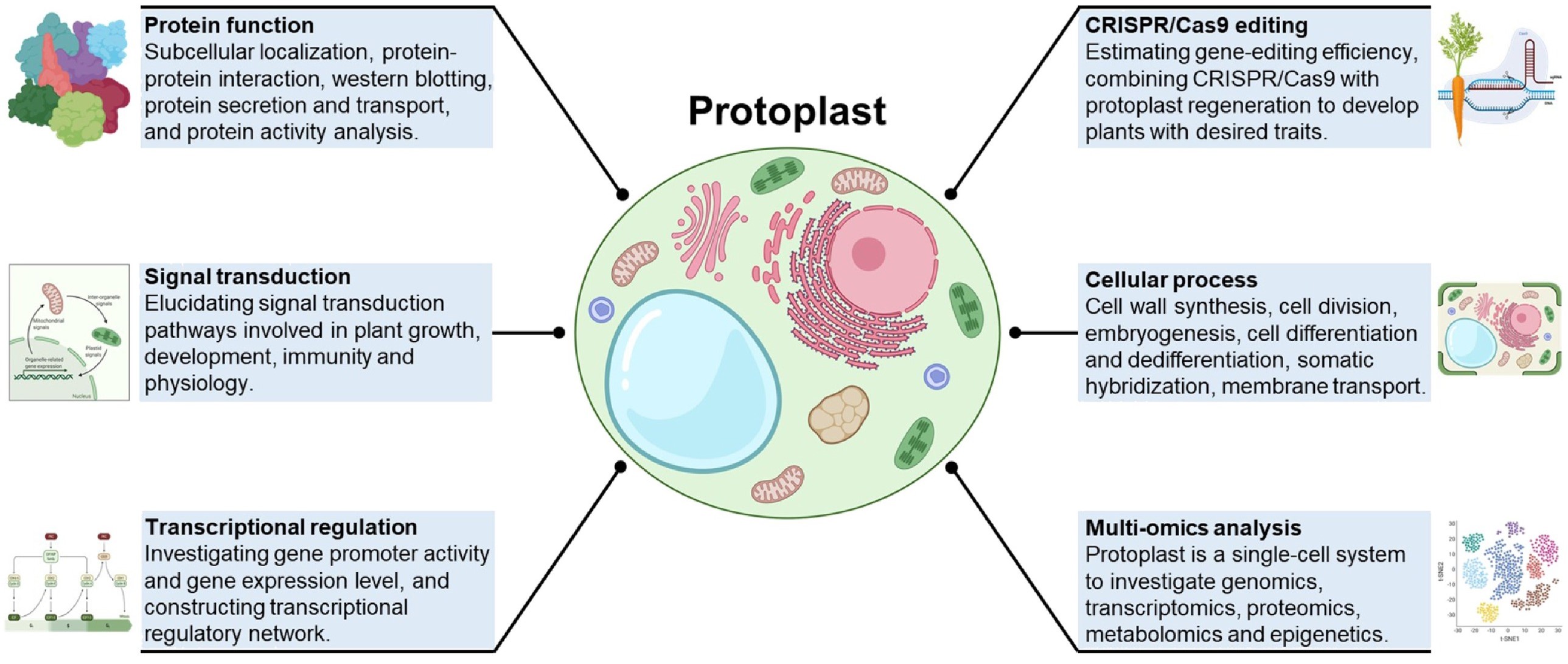 1844998065879633920-ProtoplastProteomicsAnalysis1.jpg