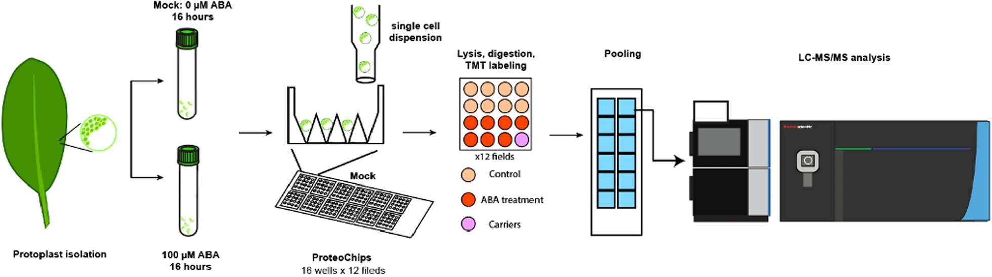 1844998178073071616-ProtoplastProteomicsAnalysis2.png