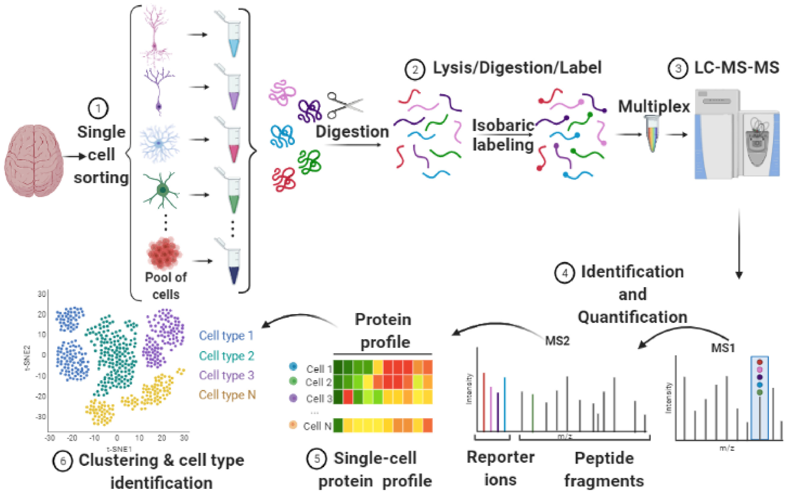 1845021956257730560-Single-CellProteomicsAnalysis2.jpg