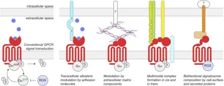 1848185999749361664-small-molecule-drug-screening-receptor-categories-1.png