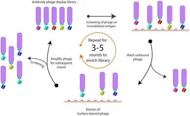 1848186137301561344-small-molecule-drug-screening-receptor-categories-4.png