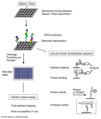 1848186172349165568-small-molecule-drug-screening-receptor-categories-5.png