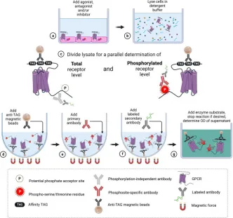 1848186218742362112-small-molecule-drug-screening-receptor-categories-7.png