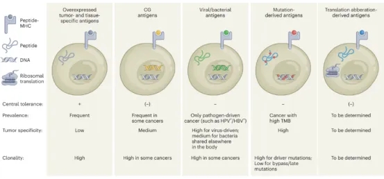 1848188547520606208-identification-of-tumor-associated-antigens-1.jpg