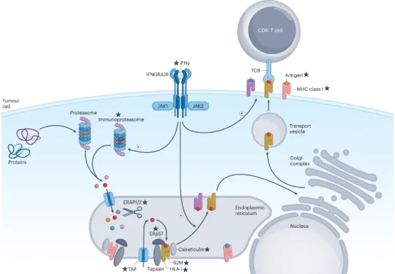 1848188588310212608-identification-of-tumor-associated-antigens-2.jpg