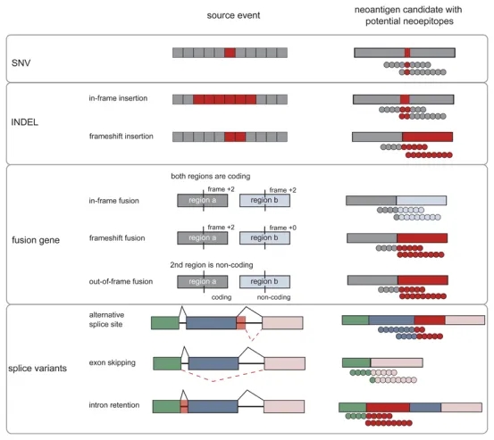 1848188618911854592-identification-of-tumor-associated-antigens-3.jpg