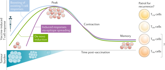 1848188659990867968-identification-of-tumor-associated-antigens-4.png