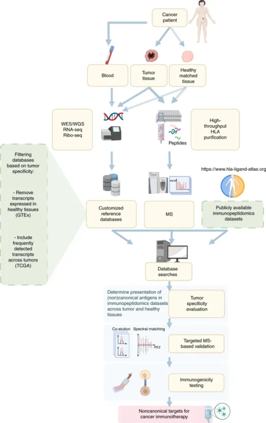 1848188731474391040-identification-of-tumor-associated-antigens-6.jpg