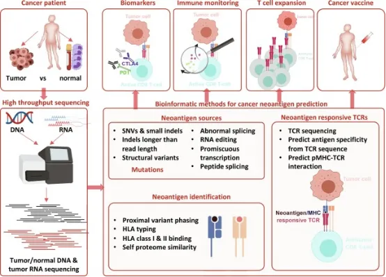 1848188772096225280-identification-of-tumor-associated-antigens-7.png