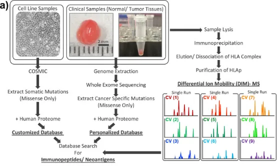 1848189011012169728-identification-of-tumor-associated-antigens-12.png