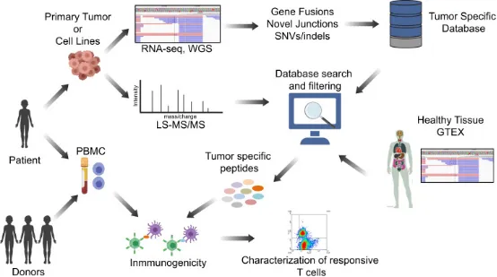 1848189083535880192-identification-of-tumor-associated-antigens-14.png