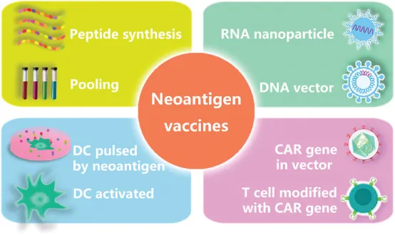 1848189138363822080-identification-of-tumor-associated-antigens-15.png