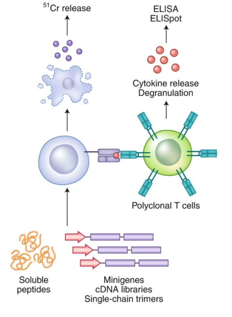 1848191716547964928-screening-of-tumor-associated-antigens-1-2.jpg