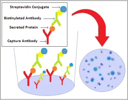 1848191751935307776-screening-of-tumor-associated-antigens-1-3.jpg