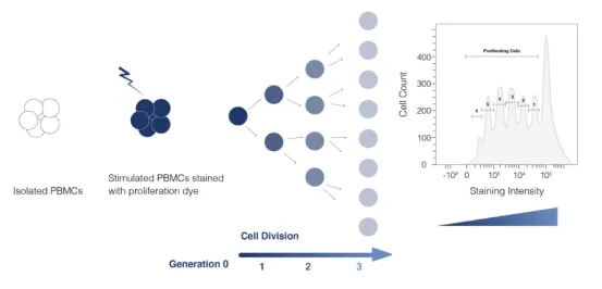 1848191790636150784-screening-of-tumor-associated-antigens-1-4.jpg