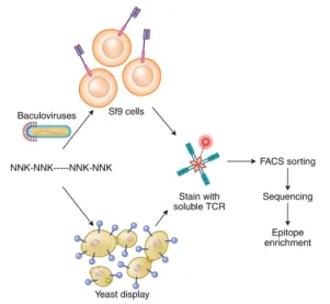 1848191865370259456-screening-of-tumor-associated-antigens-1-6.jpg