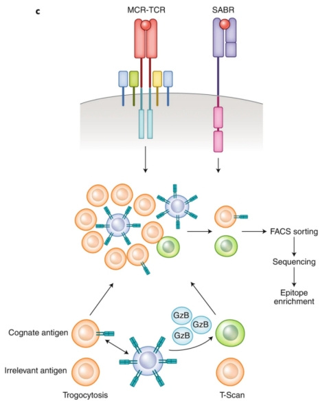 1848191907657232384-screening-of-tumor-associated-antigens-1-7.jpg