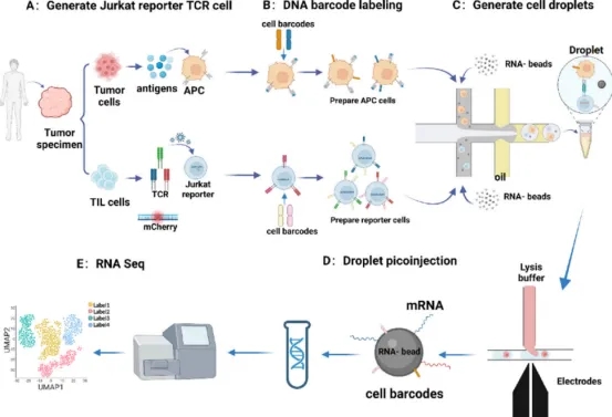 1848192069553172480-screening-of-tumor-associated-antigens-1-11.jpg