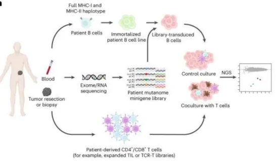 1848192139203784704-screening-of-tumor-associated-antigens-1-13.jpg