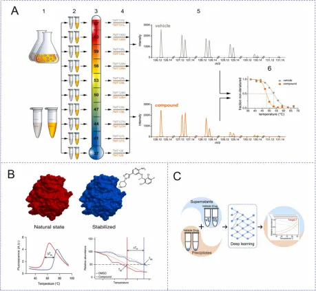 1848194439813083136-thermal-proteome-profiling-tpp-1.png