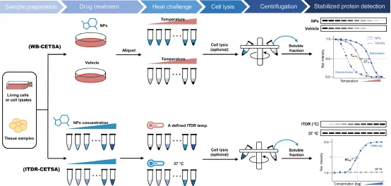 1848194535933947904-thermal-proteome-profiling-tpp-3.png