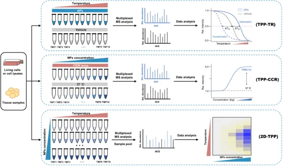 1848194613180444672-thermal-proteome-profiling-tpp-5.png