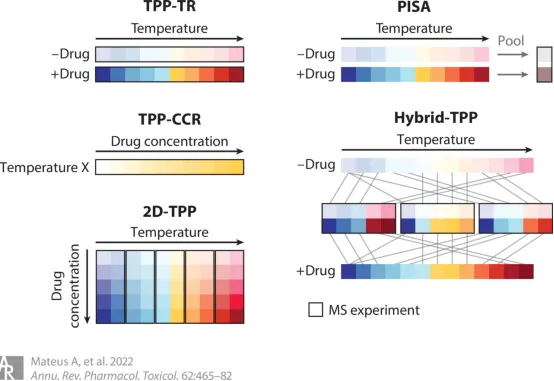 1848194651885481984-thermal-proteome-profiling-tpp-6.png