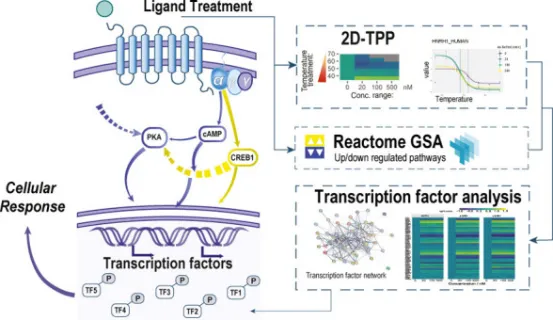 1848194794122719232-thermal-proteome-profiling-tpp-10.png