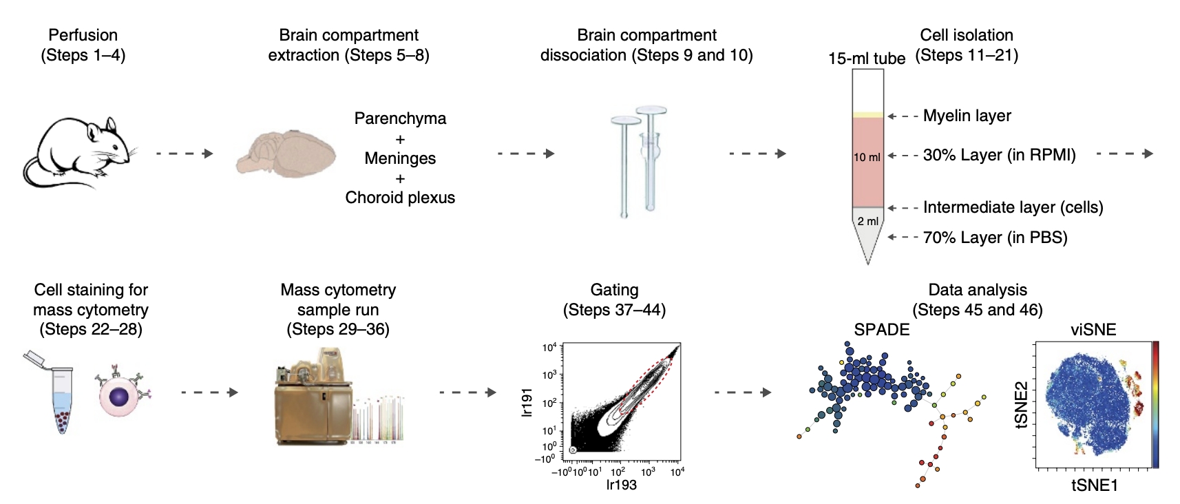 1848196024660209664-single-cell-mass-cytometry-analysis-111.jpg