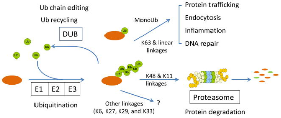 1848197415269117952-ubiquitination-quantitative-proteomics-analysis-1.png