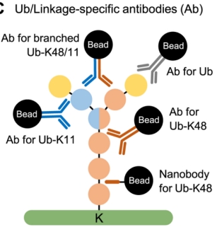 1848197454624272384-ubiquitination-quantitative-proteomics-analysis-5.jpg