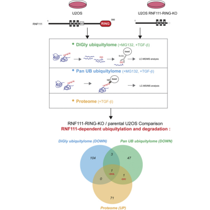 1848197520353210368-ubiquitination-quantitative-proteomics-analysis-16.png