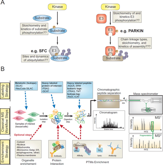 1848197557619601408-ubiquitination-quantitative-proteomics-analysis-17.png