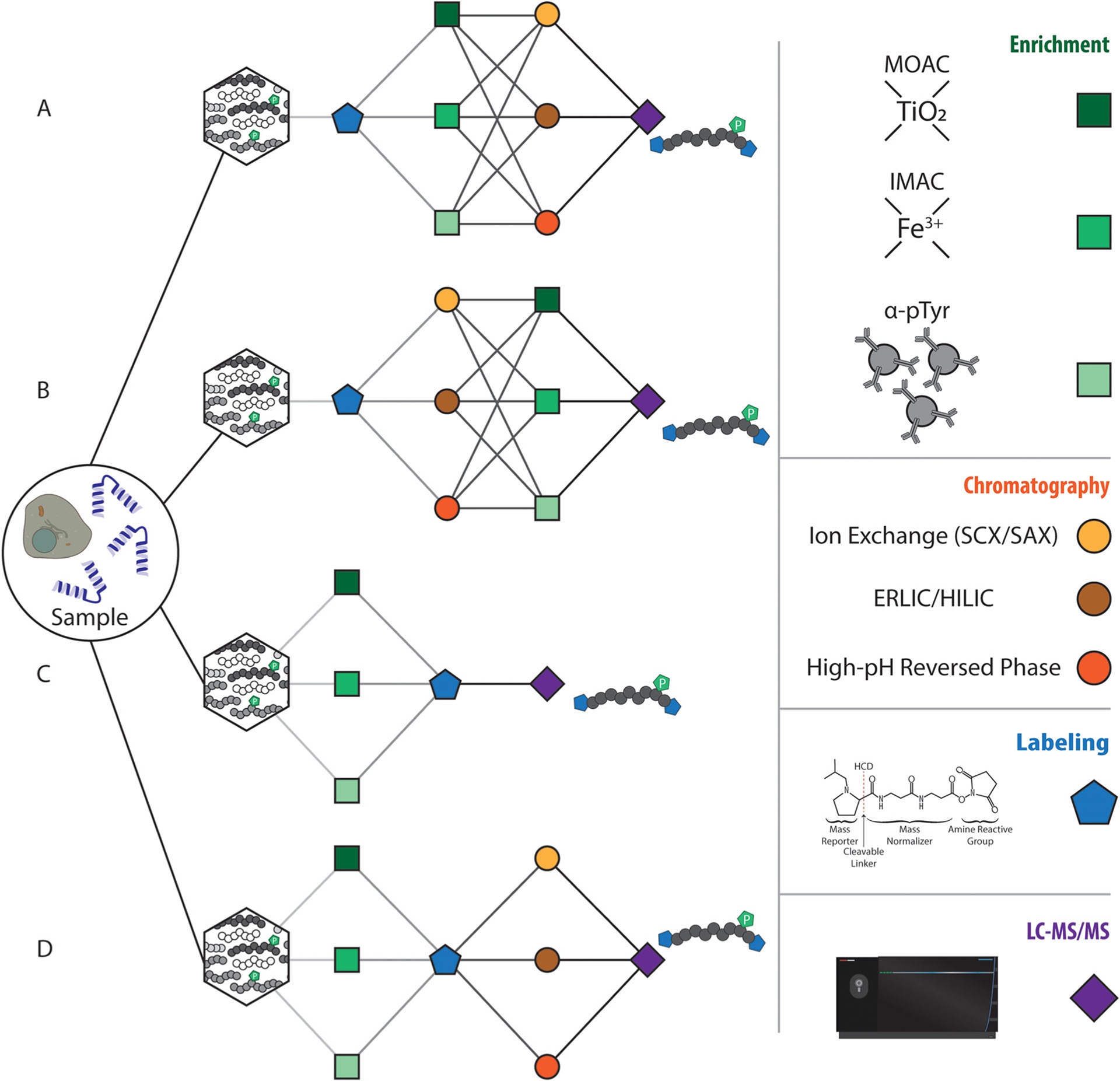 1848198527493681152-phosphorylation-quantitative-proteomics-analysis-3.jpg