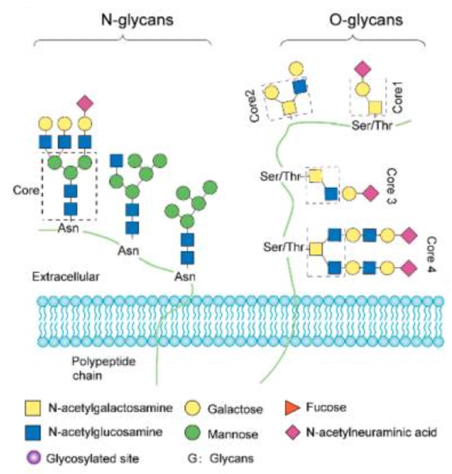 1848199983219159040-glycosylation-quantitative-proteomics-analysis-1.jpg