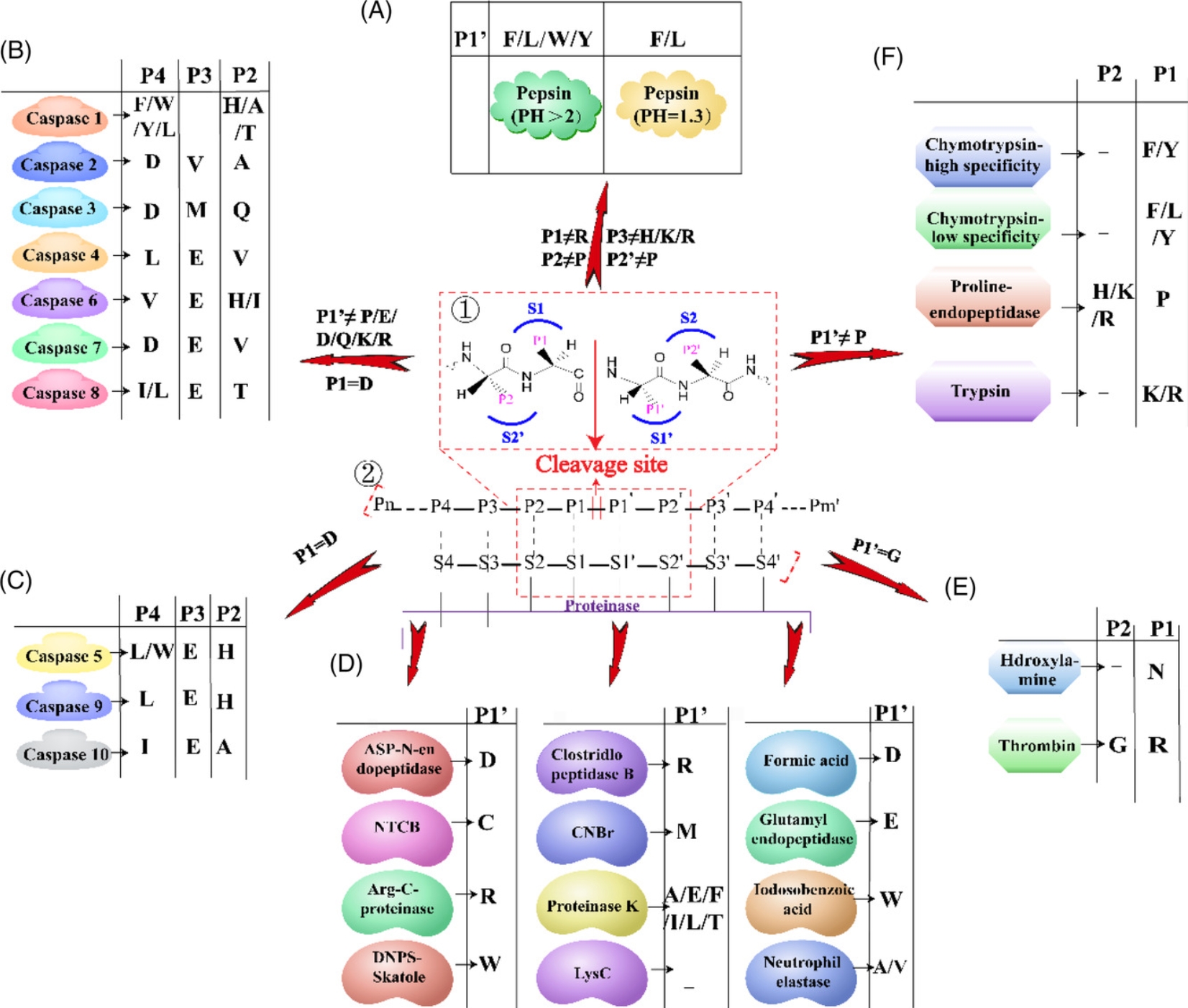 1848200034263838720-glycosylation-quantitative-proteomics-analysis-3.jpg