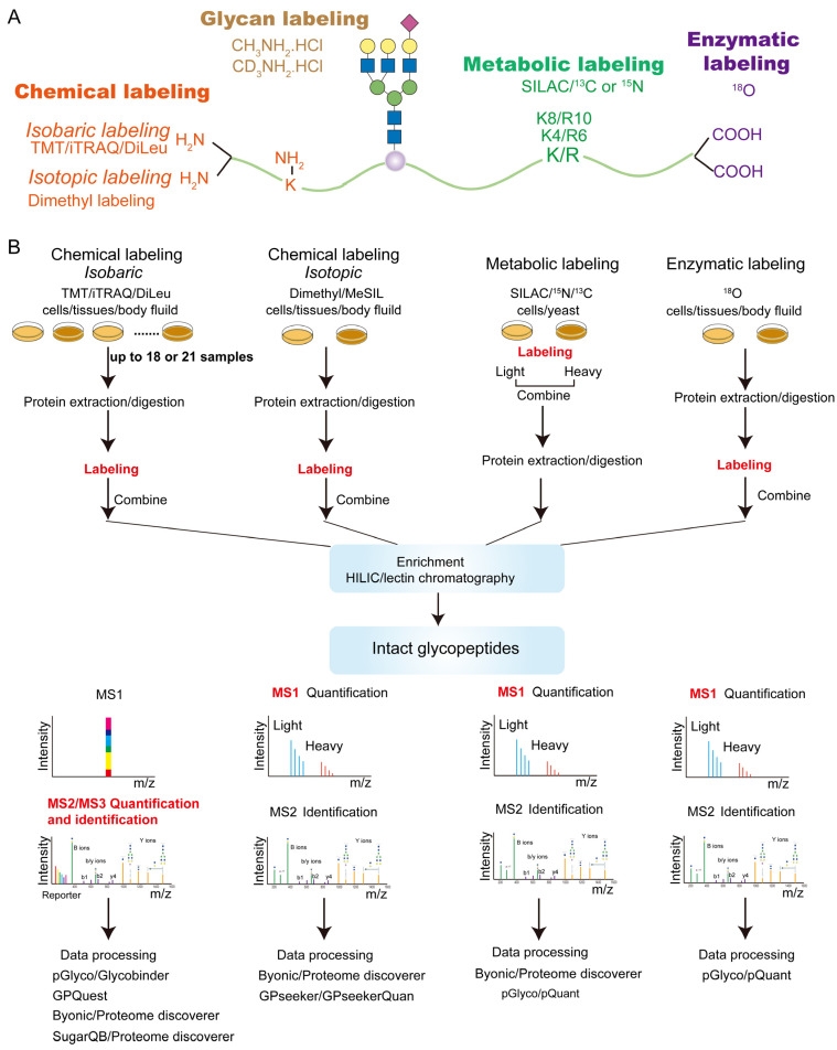 1848200086512283648-glycosylation-quantitative-proteomics-analysis-6.jpg