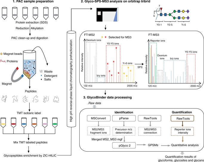 1848200169416896512-glycosylation-quantitative-proteomics-analysis-9.jpg