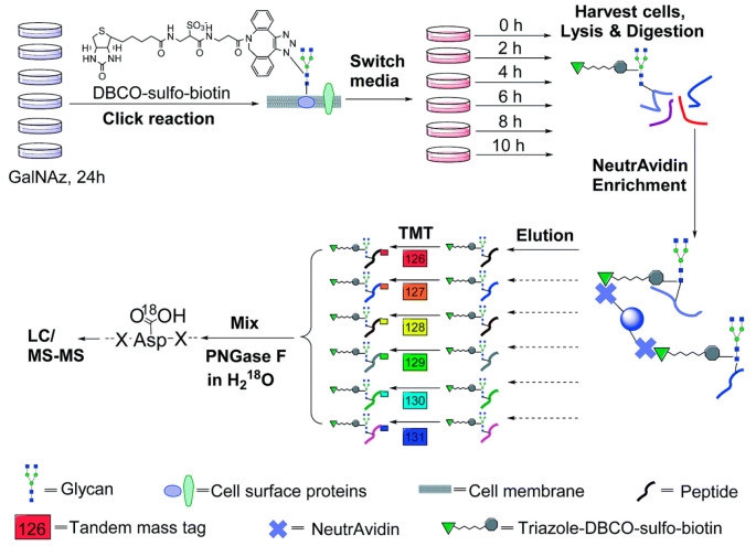 1848200248911540224-glycosylation-quantitative-proteomics-analysis-11.jpg