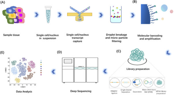 1848201317750222848-single-cell-transcriptome-analysis-2.png