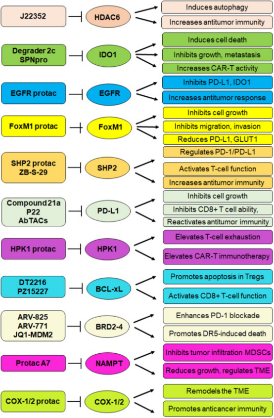 1848202076080386048-protac-molecular-design-and-synthesis-13.png